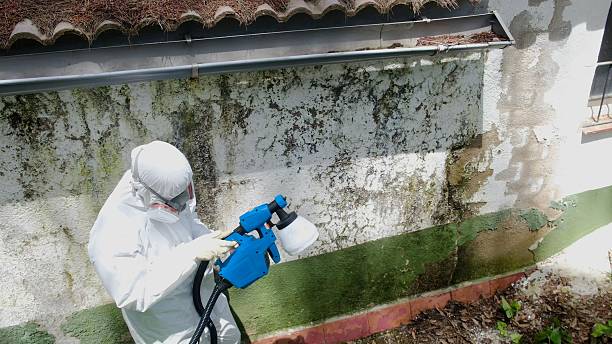 Top rated local Mold Removal specialists in Trenton, GA